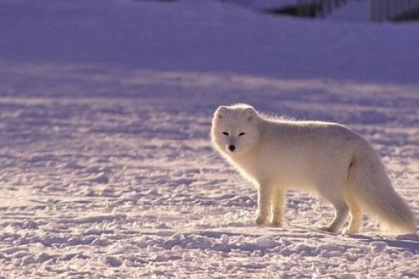 25,3 тонны рудного золота на Чукотке добыли за 2021 год.